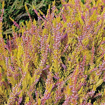 Вереск обыкновенный Боскоп