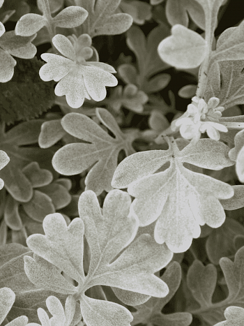 Полынь Стеллера Boughton Silver