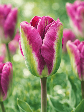 Тюльпан Nightrinder