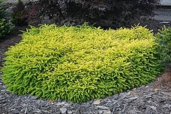 Ель Vermont Gold