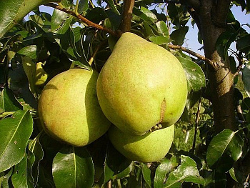 Груша плодовая Просто Мария