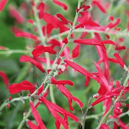 Шалфей ананасный Pino