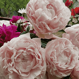 Пион Nick Shaylor