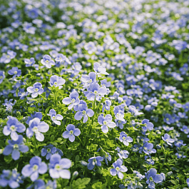 Вероника ползучая