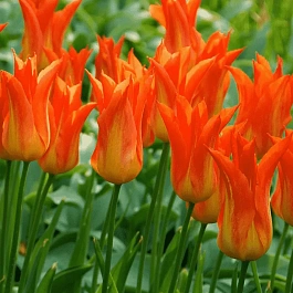 Тюльпан Lilyfire