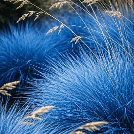 Овсяница сизая Blue Select