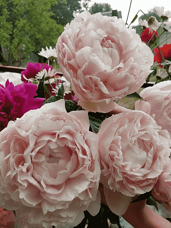 Пион Nick Shaylor