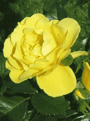 Роза Плетистая Dukat