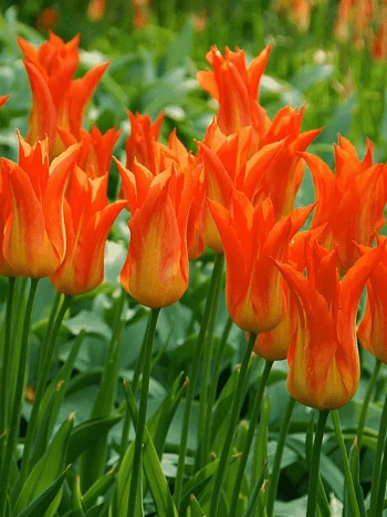 Тюльпан Lilyfire