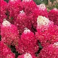 Гортензия метельчатая Living Indian Summer