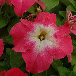 Петуния грандифлора Лимбо Джи Пи	Салмон Морн