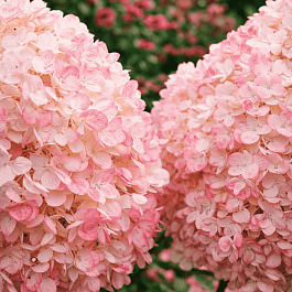 Гортензия метельчатая Magical Sweet Summer