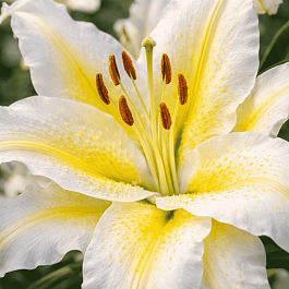 Лилия Roselily Irvana