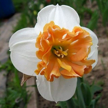 Нарцисс с расщеплённой коронкой Хангэриен Рэпсоди