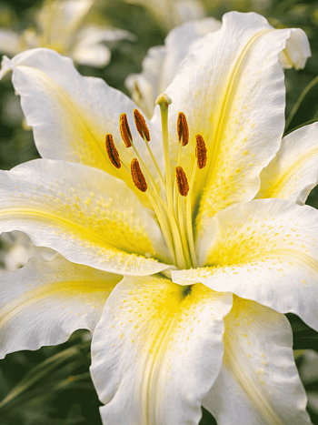 Лилия Roselily Irvana