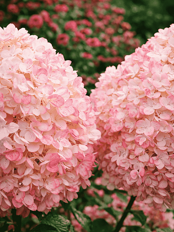 Гортензия метельчатая Magical Sweet Summer