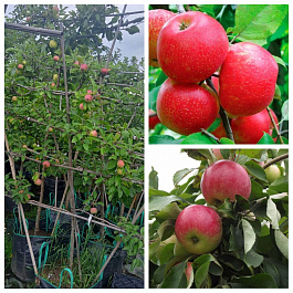 Яблоня пальметта на шпалере 5 лет+ Хоней Крисп-Мелба