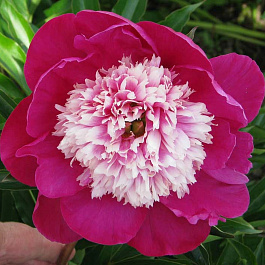 Пион травянистый Вайт Кэп