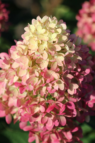 Гортензия метельчатая Gardenlight Pinklight