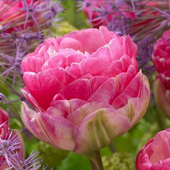 Тюльпан махровый поздний Пинксайз