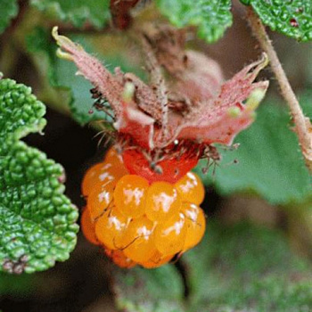 Малина декоративная Бетти Эшбернер