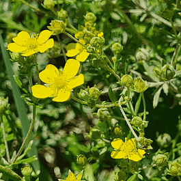 Лапчатка серебристая