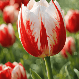 Тюльпан пестролистный Happy Generation