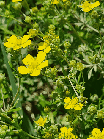 Лапчатка серебристая