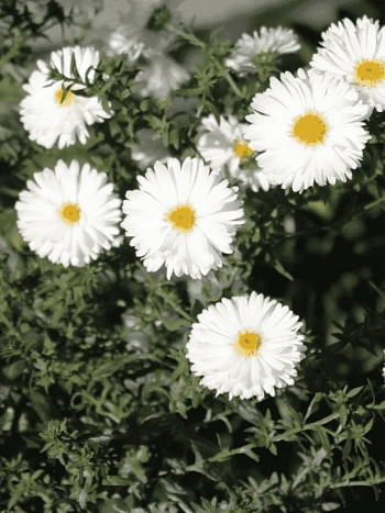 Астра ново бельгийская White Ladies