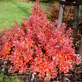 Барбарис Тунберга Ред Диджей