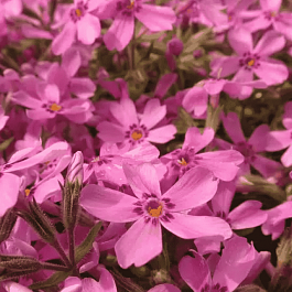 Флокс шиловидный Nettleton variation