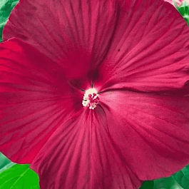 Гибискус мускусный Luna Red