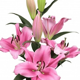 Лилия Trocadero