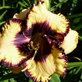 Лилейник гибридный Мусака