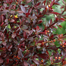 Барбарис Тунберга Ред Чиф