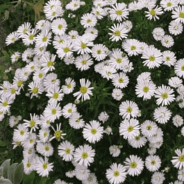 Астра кустарниковая Apollo
