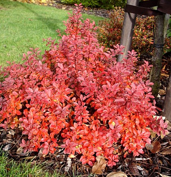 Барбарис Тунберга Ред Диджей