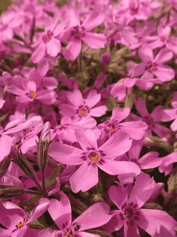 Флокс шиловидный Nettleton variation