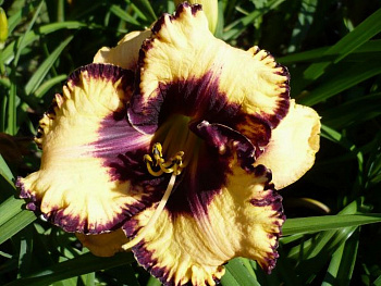 Лилейник гибридный Мусака