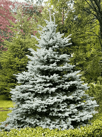 Ель колючая Fat Albert