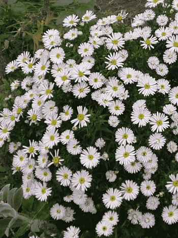 Астра кустарниковая Apollo