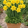 Нарцисс Dutch Master