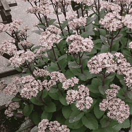 Очиток видный Matrona