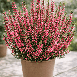 Вереск обыкновенный Martina