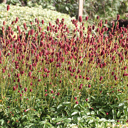 Кровохлебка лекарственная Пинк Танна Кровохлебка лекарственная Пинк Танна