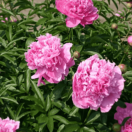 Пион Молочноцветковый Dr. Alexander Flemming