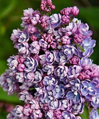 Сирень обыкновенная Ами Шотт