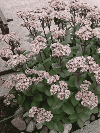 Очиток видный Matrona