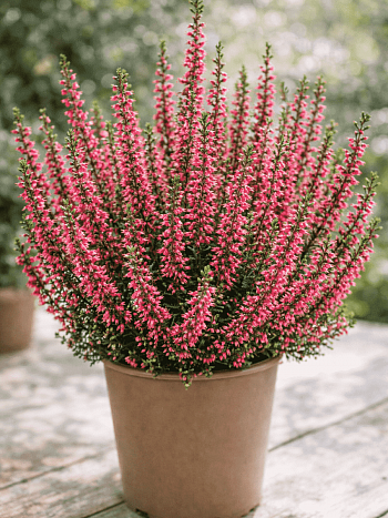 Вереск обыкновенный Martina