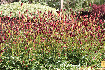 Кровохлебка лекарственная Пинк Танна